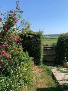 um jardim com roseiras e uma cerca de madeira em The Garage Getaway em Glastonbury