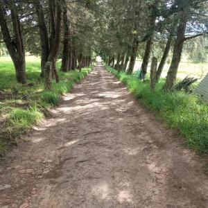 un camino de tierra con árboles a ambos lados en ¡Habitación en un Bus!, en La Calera