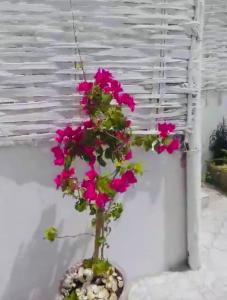 a plant with pink flowers in a pot at Villa diam la paix in Guediawaye