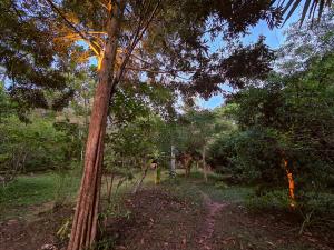 einen Pfad mitten im Wald mit einem Baum in der Unterkunft The Wild Side in Baan Tai