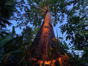 Ein großer Baum mitten im Wald in der Unterkunft The Wild Side in Baan Tai
