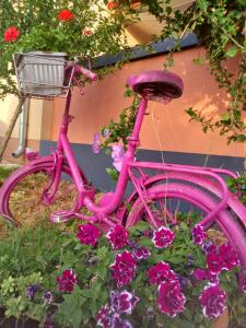 ein rosafarbenes Fahrrad, das in einem Blumengarten parkt in der Unterkunft Apartments Kaić 1045 in Pula