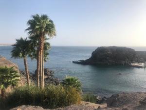 a group of palm trees on a rocky shore at Aulaga in Villaverde
