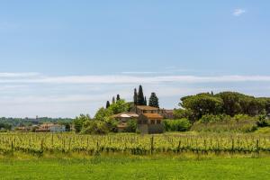 una casa en un campo junto a un viñedo en Villa Cerbaie en Fucecchio