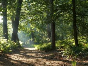 Fotografie z fotogalerie ubytování Natuurhuisje Oisterwijk Bedstee v destinaci Oisterwijk