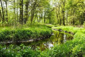 un arroyo en un bosque con césped y árboles en Natuurhuisje Oisterwijk Bedstee, en Oisterwijk