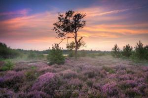 Fotografie z fotogalerie ubytování Natuurhuisje Oisterwijk Bedstee v destinaci Oisterwijk