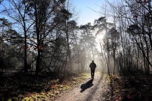 Fotografie z fotogalerie ubytování Natuurhuisje Oisterwijk Bedstee v destinaci Oisterwijk