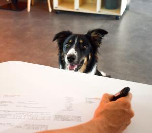 a dog sitting next to a person holding a piece of paper at ibis Budget Millau Viaduc in Millau