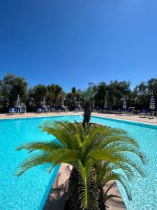 una palmera frente a una piscina en Appartamenti Vacanze Minervino, en Vieste