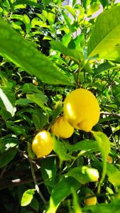 a bunch of yellow fruit on a tree at Hotel Virginia in Garda