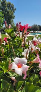 a bunch of pink and white flowers in a garden at Terre Di Vendicari in Noto