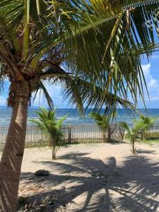 een palmboom op een zandstrand met de oceaan bij Ohana beach house - Villa #3 in Cemento