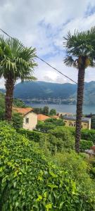 two palm trees on a hill with a view of the water at Da Ersilia in Cernobbio
