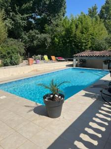 une piscine bleue avec une plante dans un pot dans l'établissement L’appartement du Micocoulier, à Salon-de-Provence