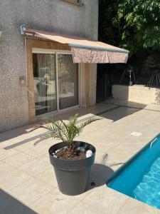 une plante dans un pot à côté d'une piscine dans l'établissement L’appartement du Micocoulier, à Salon-de-Provence