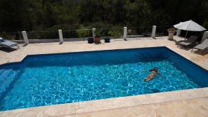 聖安東尼奧的住宿－Can Paradís，一只狗在蓝色的大游泳池游泳