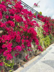 a bunch of pink flowers on a stone wall at Villa Falcon with Swimming Pool and great views in Bodrum City