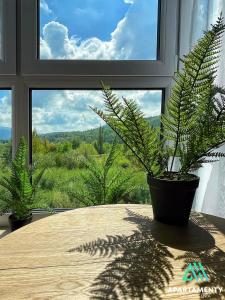 einem Tisch mit zwei Topfpflanzen vor einem Fenster in der Unterkunft APARTAMENTY SZYNDZIELNIA ROWERY GÓRY Spacery in Bielsko-Biała