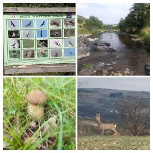a collage of four pictures of a river and a deer at Brvnara GAJ Divčibare in Požega