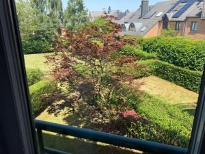 a view of a tree from a window at feelaathome in Louvain-la-Neuve