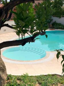uma piscina com uma árvore em primeiro plano em Villa Ada Olbia em Olbia