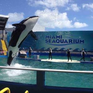 un delfino che salta fuori dall'acqua ad aorld di Alma Guest Suite a Miami