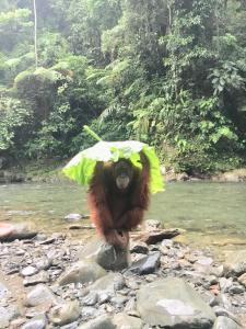 a monkey with an umbrella on a river at Sumatra Jungle Trek In & Orangutan Trips in Bukit Lawang