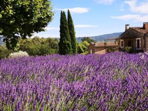 Zahrada ubytování Les Vendangeurs, gîte au milieu des vignes face au Luberon