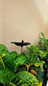 eine Pflanze mit einem Regenschirm in der Mitte in der Unterkunft Casa Garay Hotel 658 in Asunción