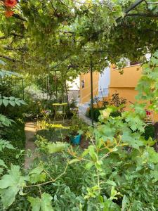 Zahrada ubytování Imroz Kite Pansiyon& Guest House