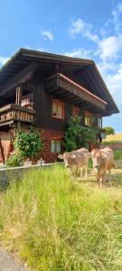 dos vacas de pie en el césped frente a una casa en Ferienhaus am Berg, en Oberstaufen