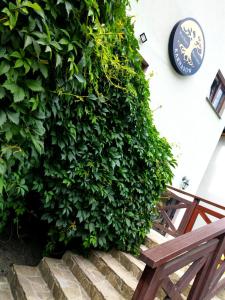 ławka siedząca przed zieloną rośliną w obiekcie Karczma Karnasów w Cisnej