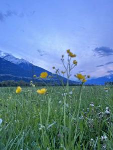a field full of yellow flowers in a field at Landhaus Apartment in Pettnau