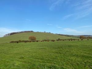 a herd of cattle grazing in a green field at Glamping with a twist in Charlton