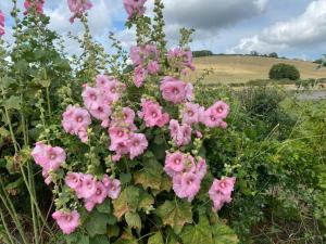 un ramo de flores rosas en un campo en Glamping with a twist, en Charlton