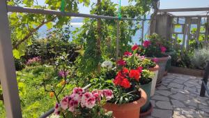 Zahrada ubytování Apartman i sobe Martina