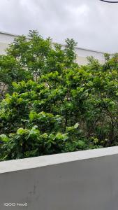 un arbusto verde sobre una pared blanca en Hitech Shilparamam Guest House en Hyderabad