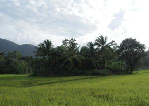a group of palm trees in a field at Traveller's Choice Sinharaja in Deniyaya