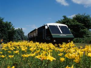 a train traveling through a field of yellow flowers at Meteor Shower in Sapporo