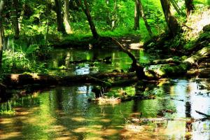 a stream in the middle of a lush green forest at Meteor Shower in Sapporo