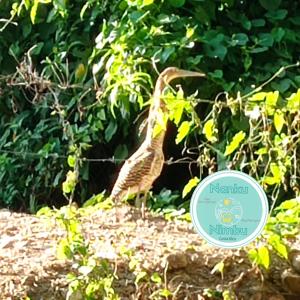 Animales en el apartamento o alrededores