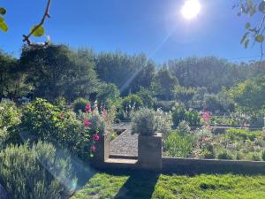 a garden with flowers and plants in the sun at Daisy Cottage in Nieu-Bethesda