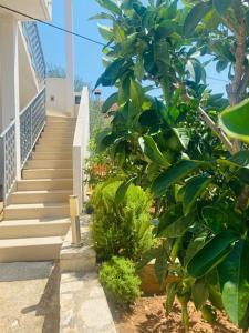 Zahrada ubytování Island Šolta Comfort apartment Modesty