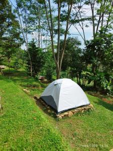 ein Zelt im Gras neben einem Baum in der Unterkunft Kebun Hanoman Camping Ground in Pablengan