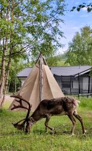 Fotografie z fotogalerie ubytování Maggala apartments v destinaci Utsjoki
