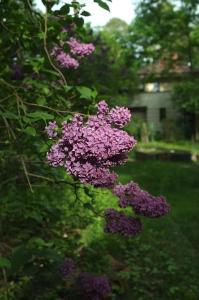 a bush of purple flowers in a yard at Leśny kasztel pod sosnami. Pokój w koronach drzew. in Milanówek