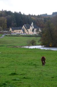 a cow grazing in a field next to a house at La clef des bois in Paliseul