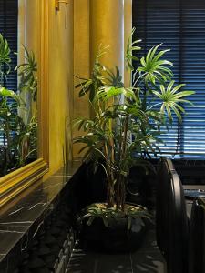 uma planta num vaso no parapeito de uma janela em HOTEL le JARDIN SECRET saigon em Ho Chi Minh