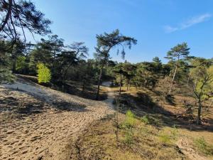 un camino de tierra en un bosque con árboles en Marduijn en Lomm